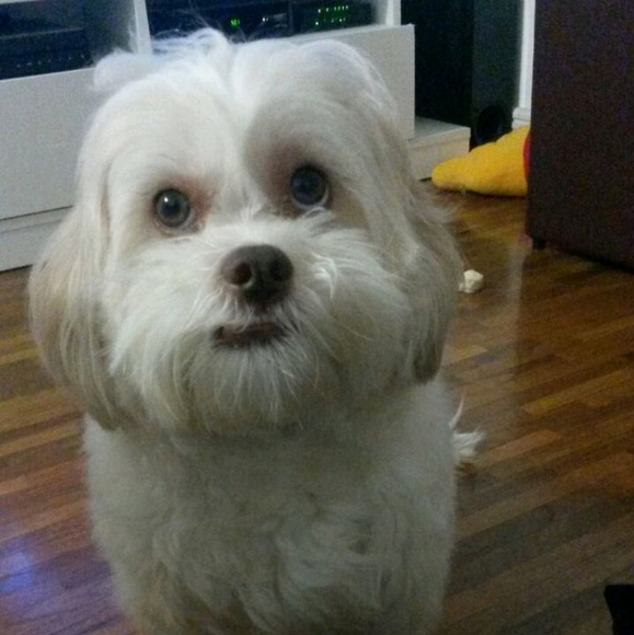 Meet your Posher, Lucy - Picture 1 of 1